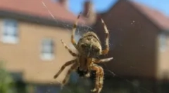 Metody a nástroje, jak se zbavit pavouků